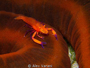 Periclemenes imperator on oloturia by Alex Varani 